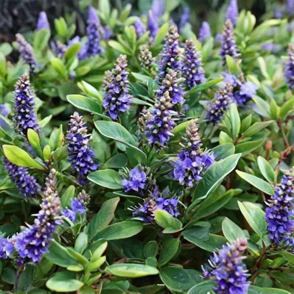 Hebe odora 'Autumn Glory'