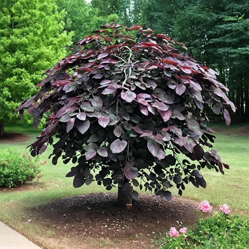 Cercis canadensis 'Ruby Falls'