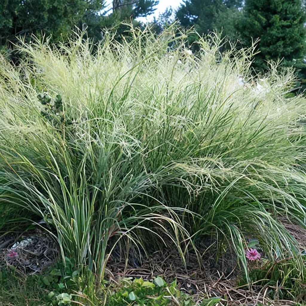 Panicum virgatum 'Cloud Nine'