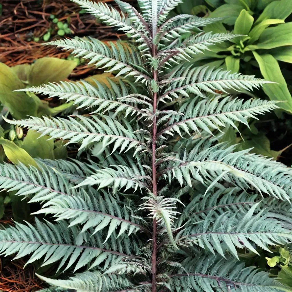Athyrium niponicum 'Silver Falls'