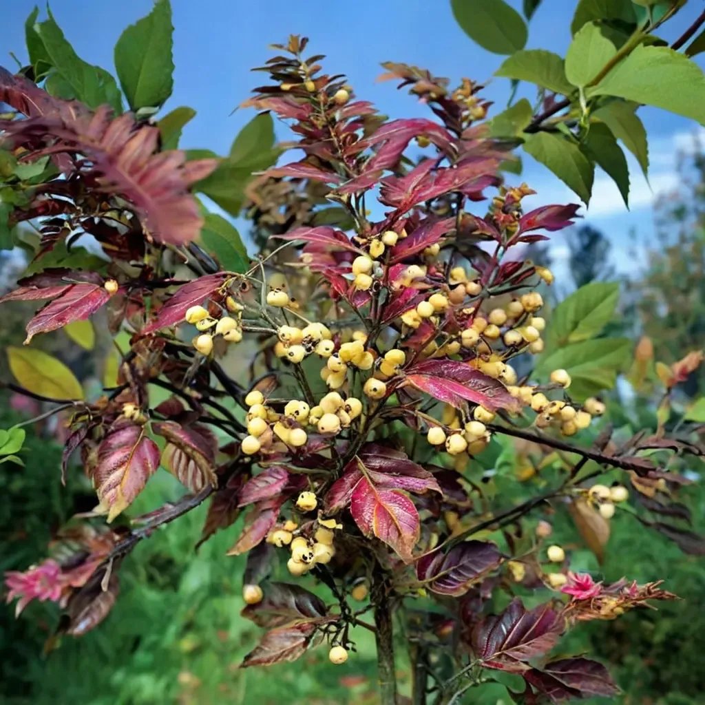 Sorbus aucuparia 'Joseph Rock'