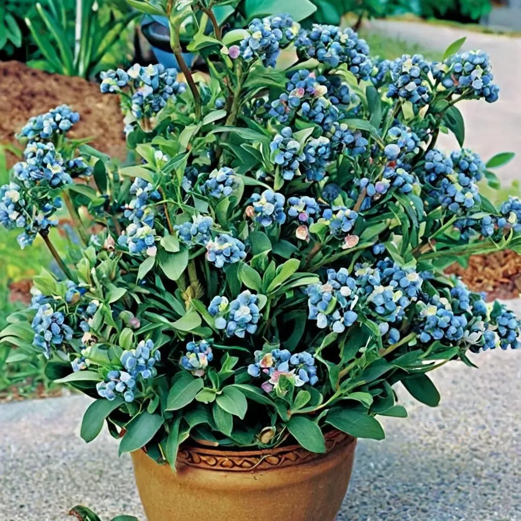 Vaccinium corymbosum 'Blueberry Sunshine Blue'