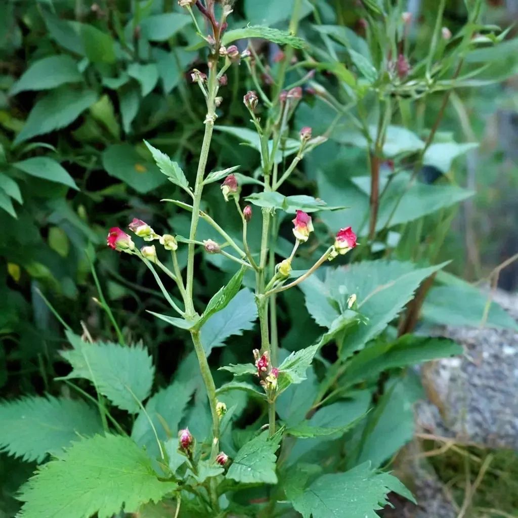 Scrophularia californica