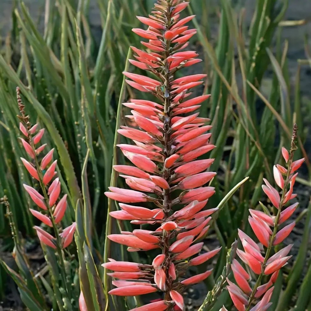 Aloe vera 'Safari Rose'