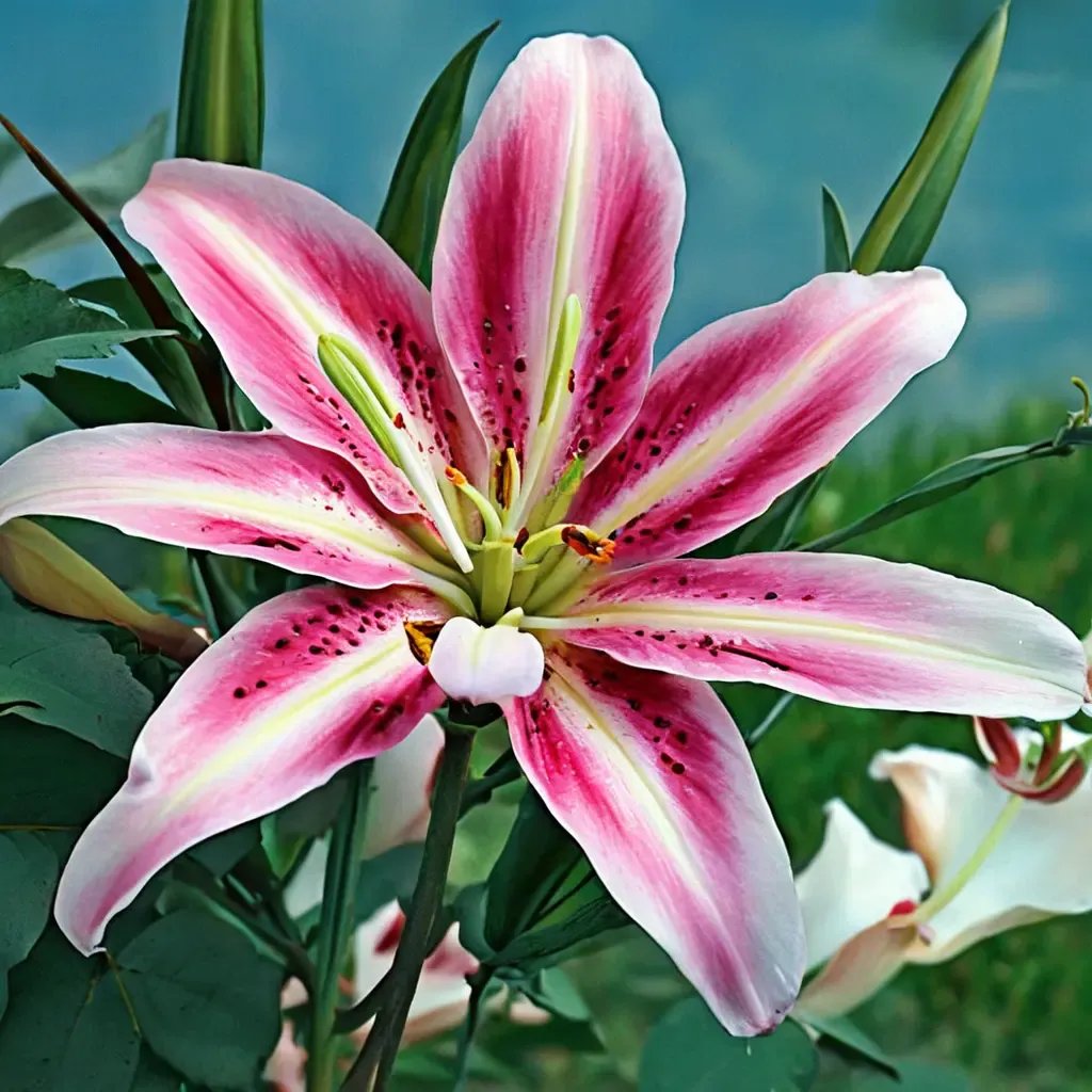 Lilium lilium