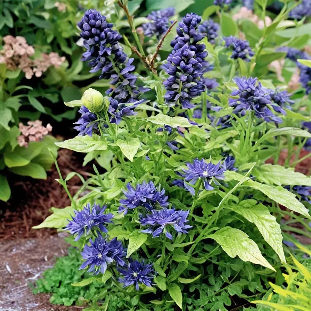 Caryopteris x clandonensis 'Beekeeper'