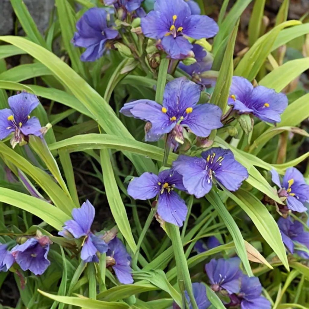 Tradescantia x andersoniana 'JC Wecquelin'