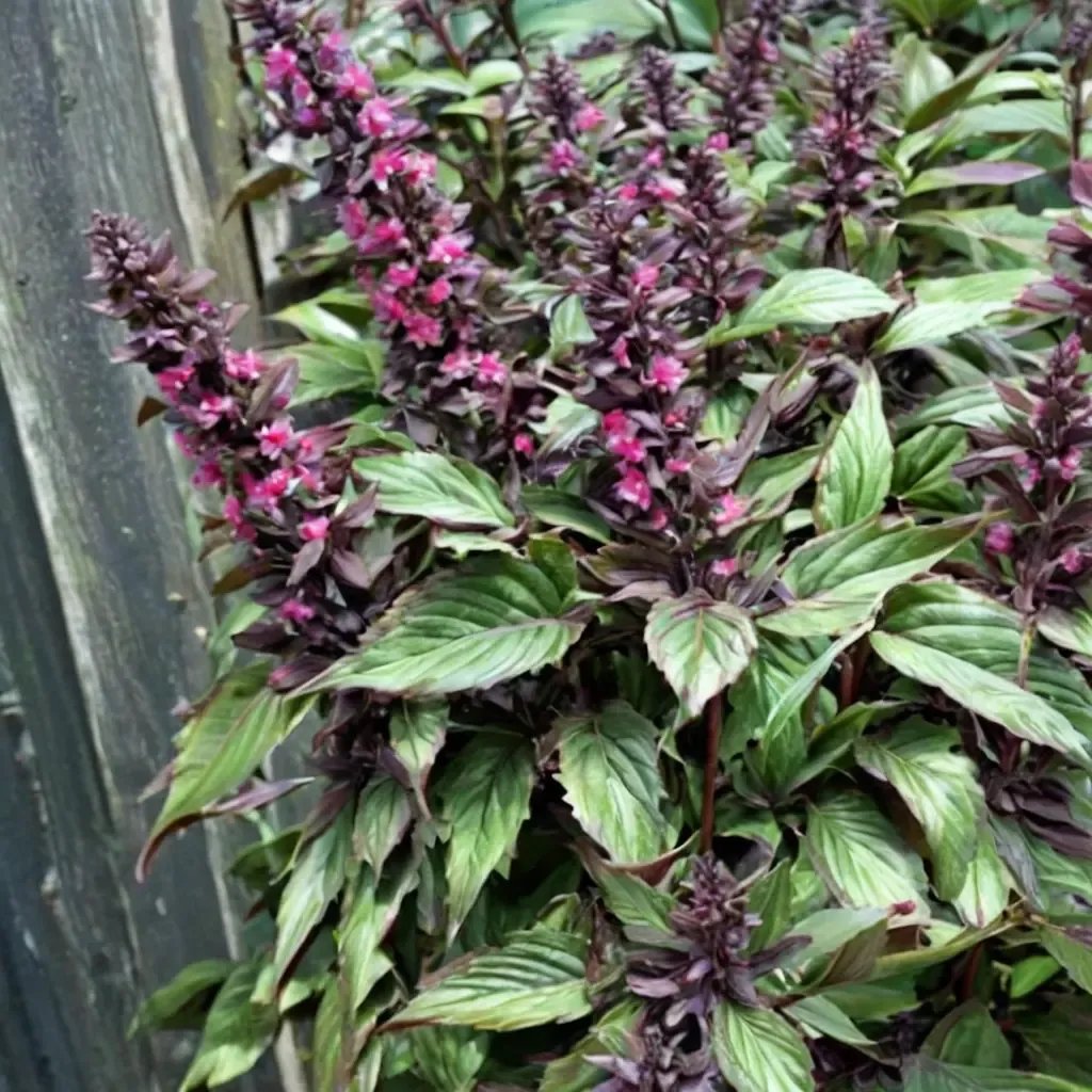 Ocimum basilicum 'Wild Magic'