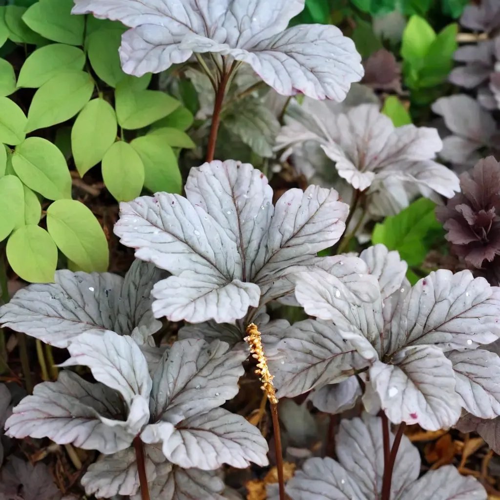 Heuchera x hybrida 'Stainless Steel'