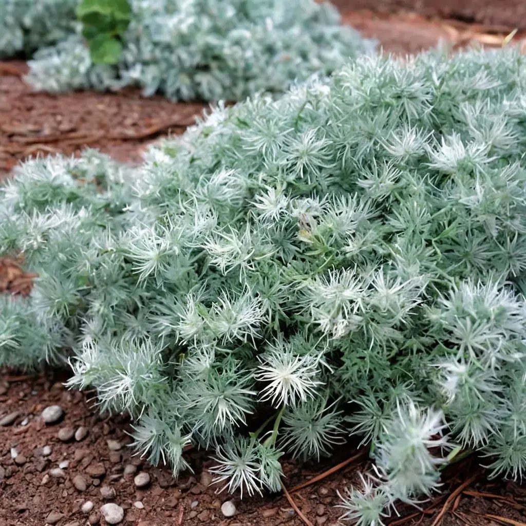Artemisia schmidtiana 'Silver Mound'