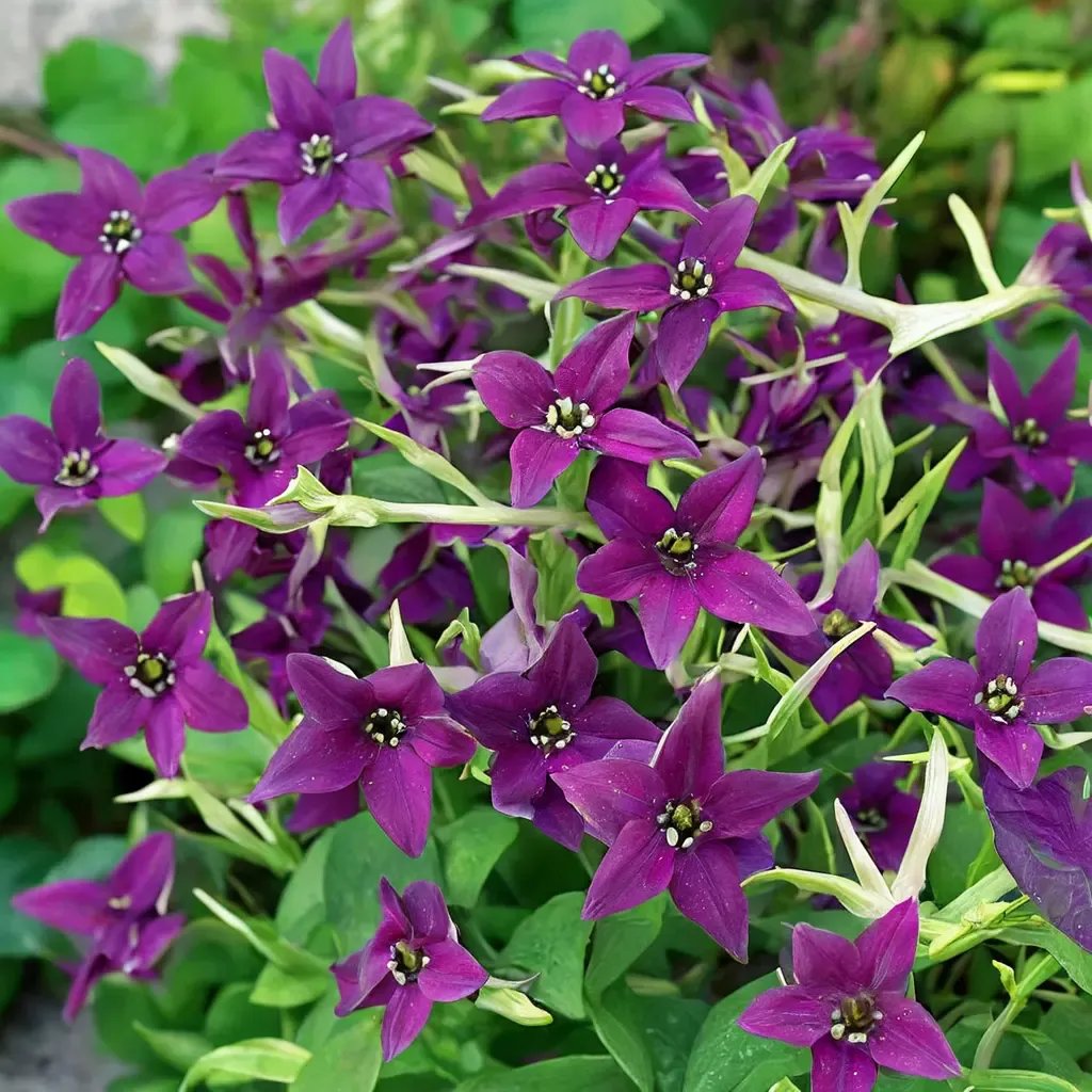 Nicotiana alata 'Deep Purple'