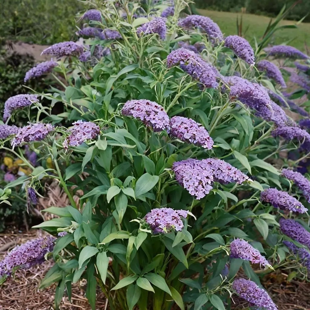 Buddleja davidii 'Butterfly Haven'