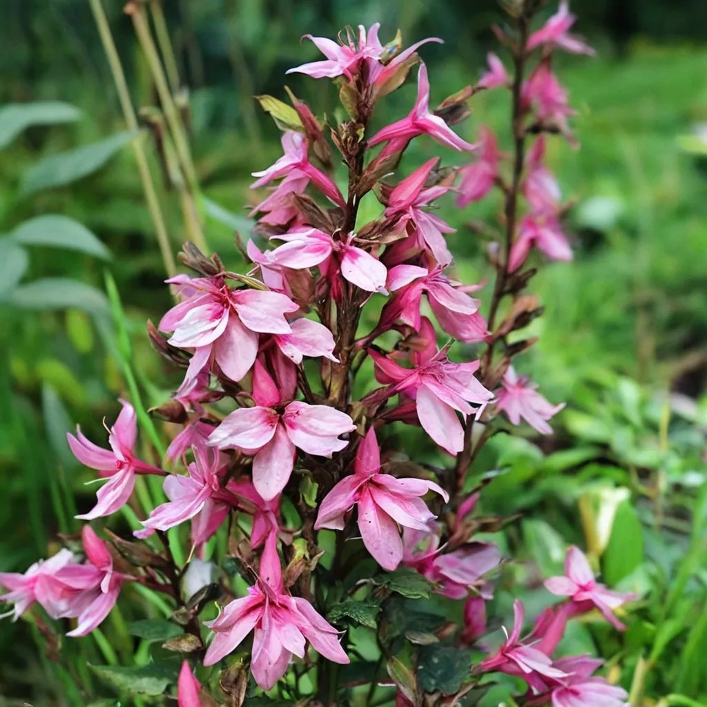 Lobelia speciosa 'Fan Orchid Rose'