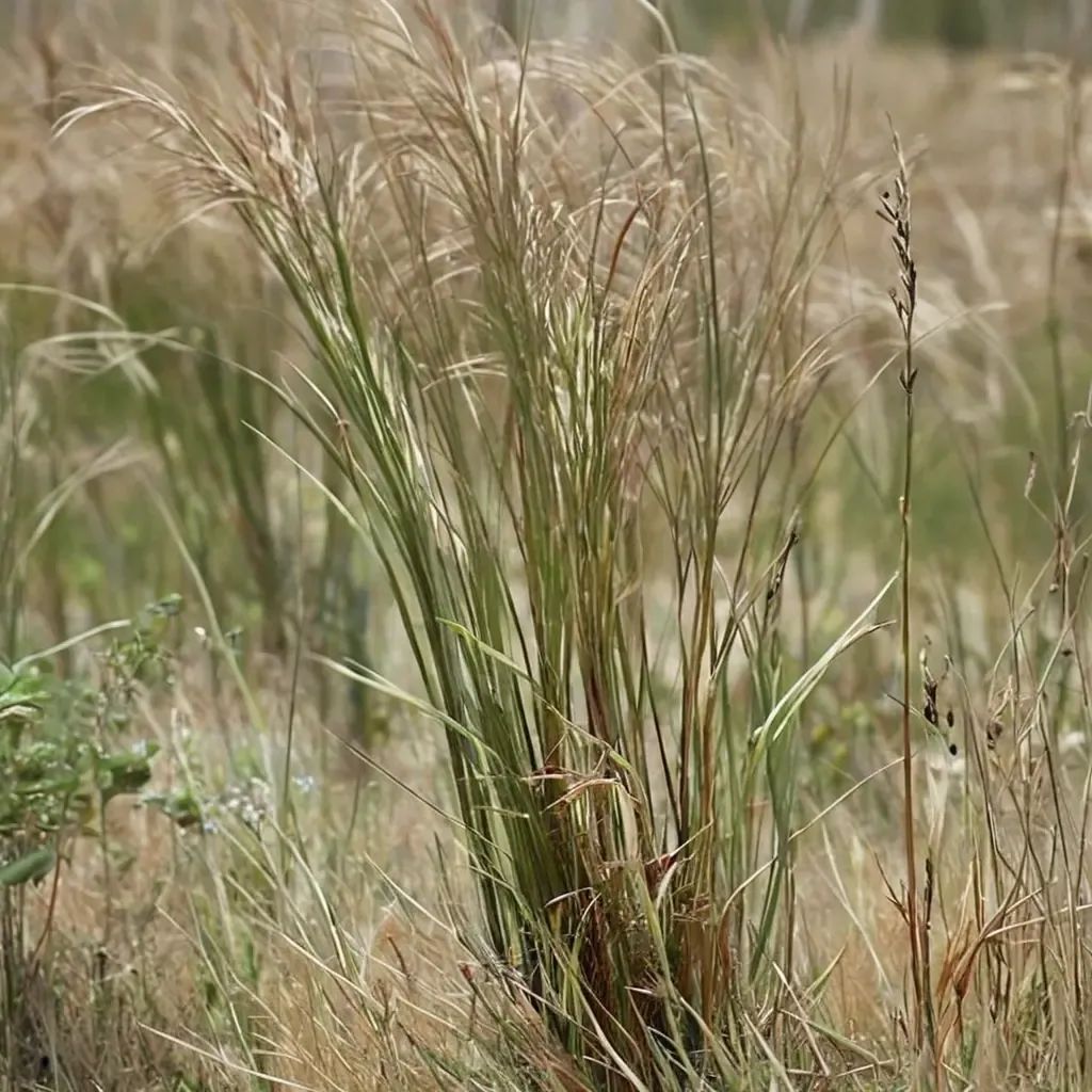 Stipa pulchra