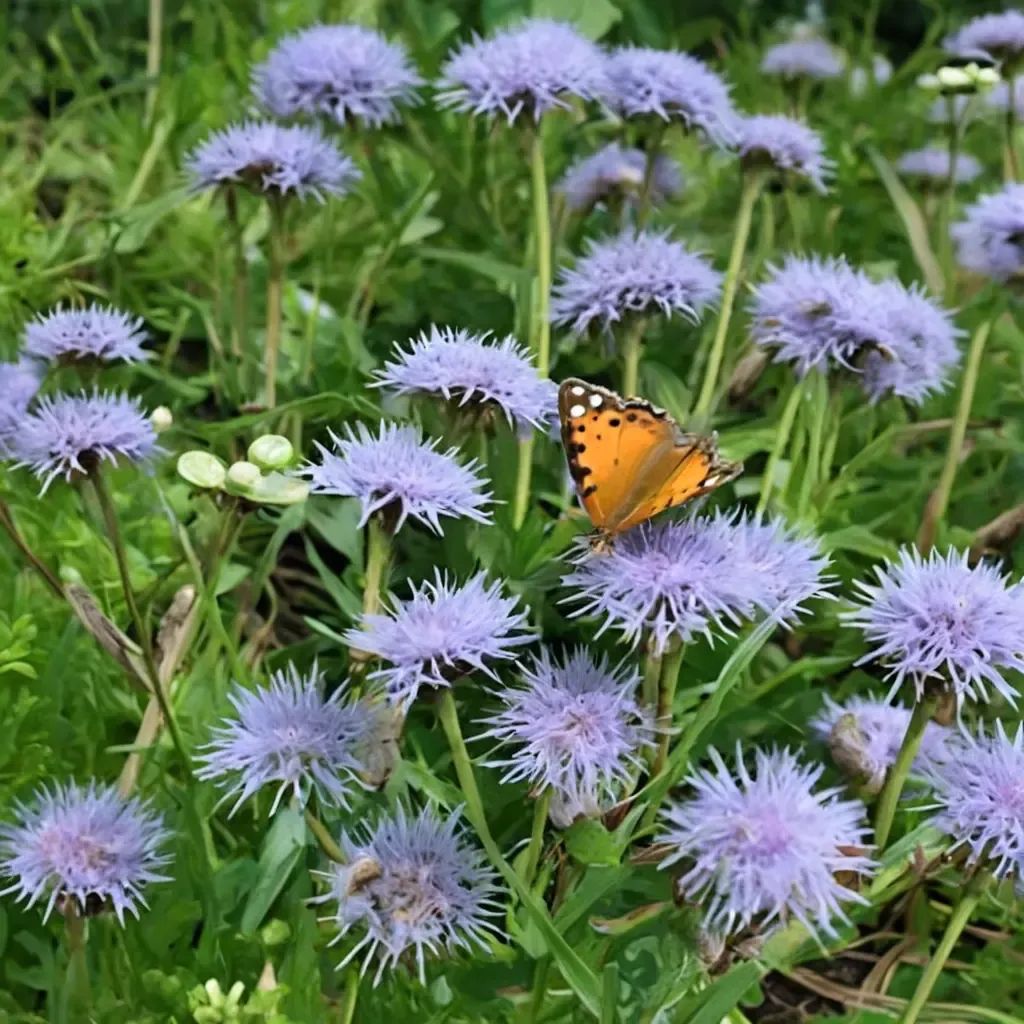 Eupatorium greggii