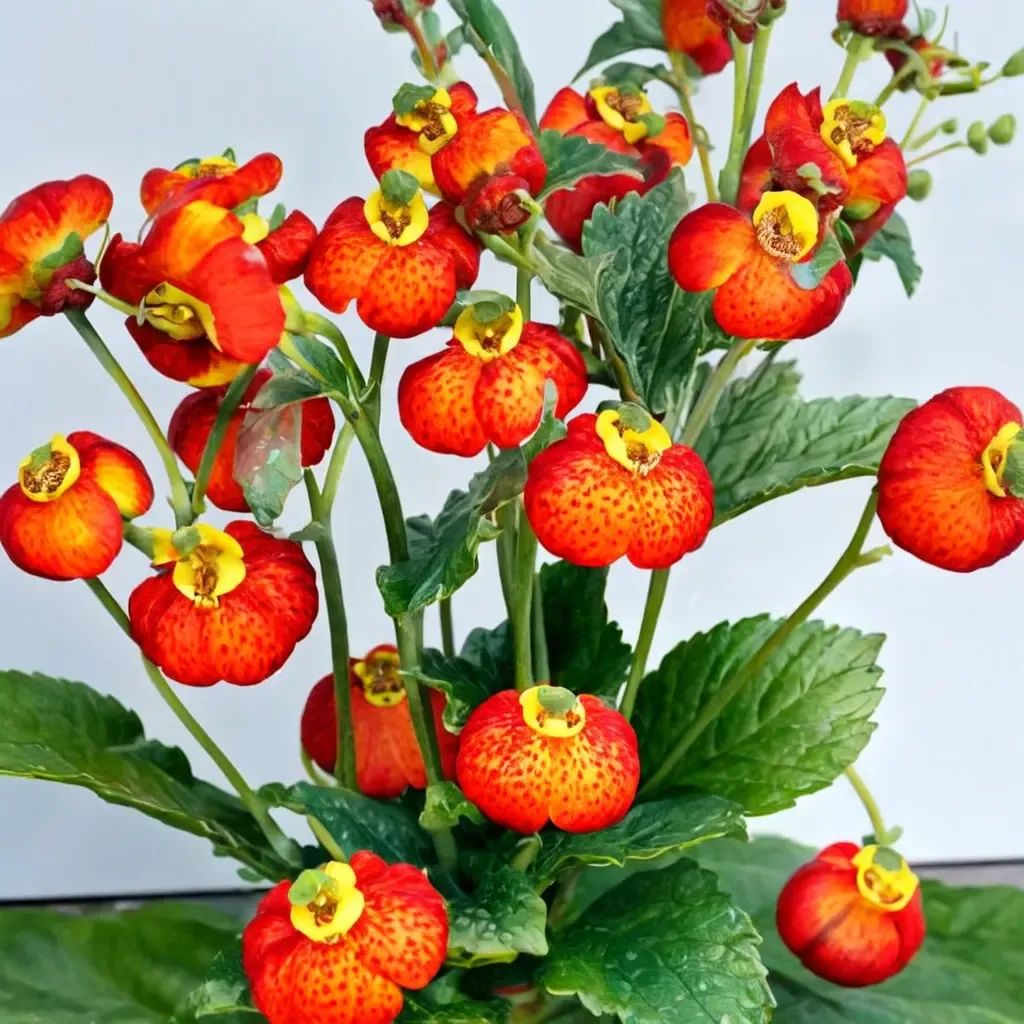 Calceolaria calceolaria 'Calynopsis Red'