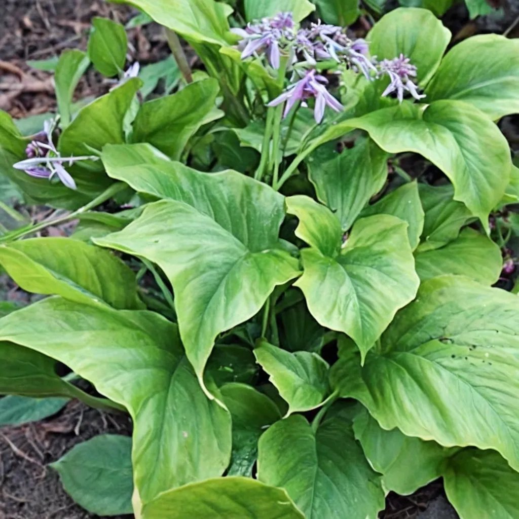 Hosta x hybrida 'Mercy Me'