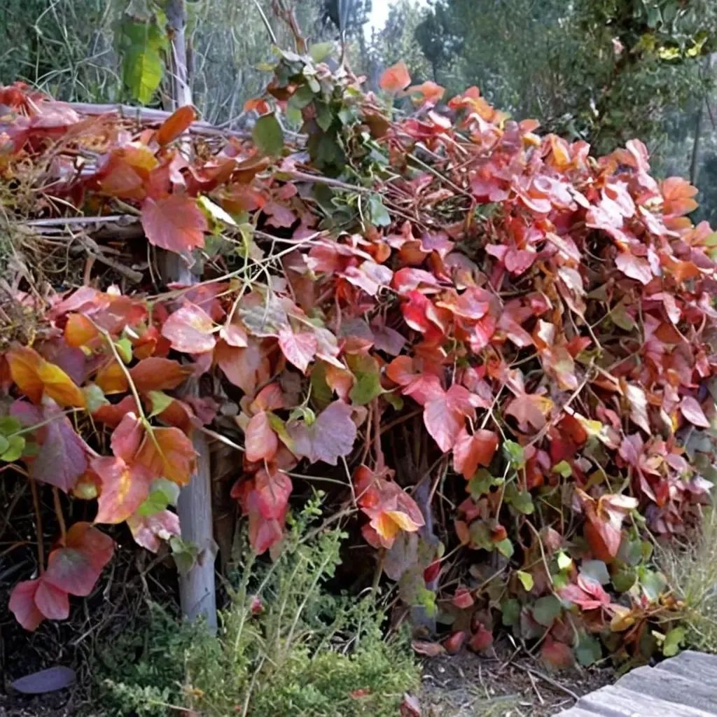 Vitis x californica 'Roger's Red'
