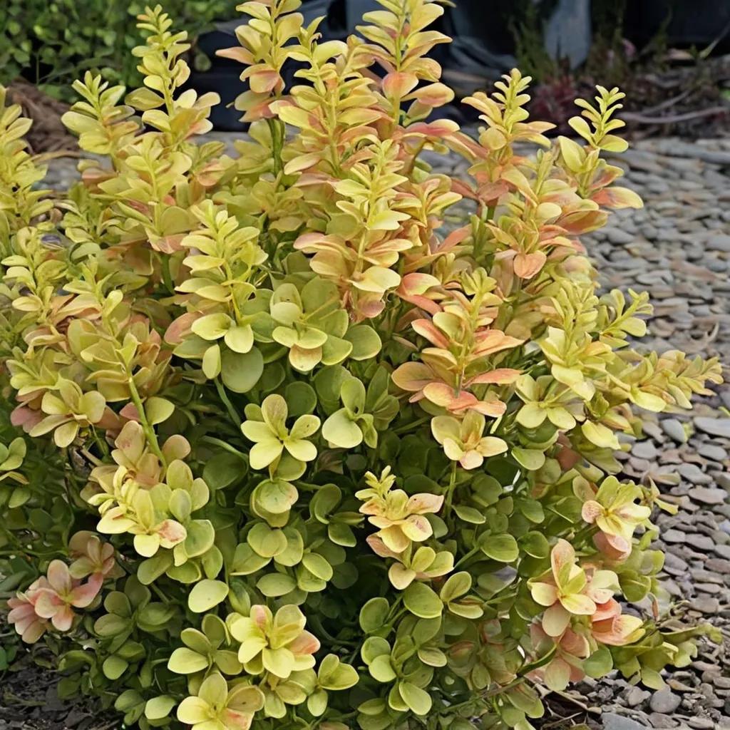 Gold Pillar Japanese Barberry