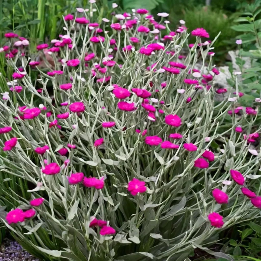 Lychnis coronaria