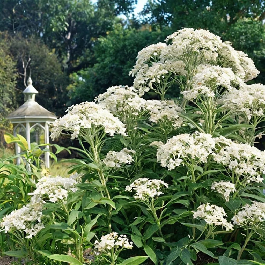Eupatorium purpureum 'Joe White'