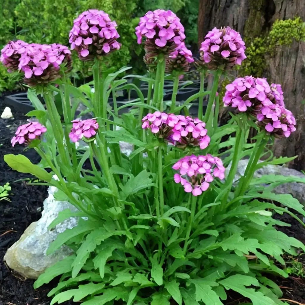 Prunella vulgaris 'Summer Daze'