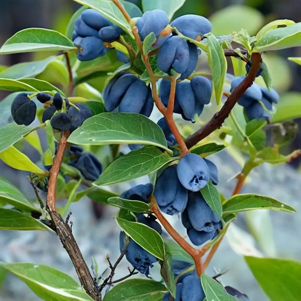 Lonicera caudata 'Tundra Aurora'