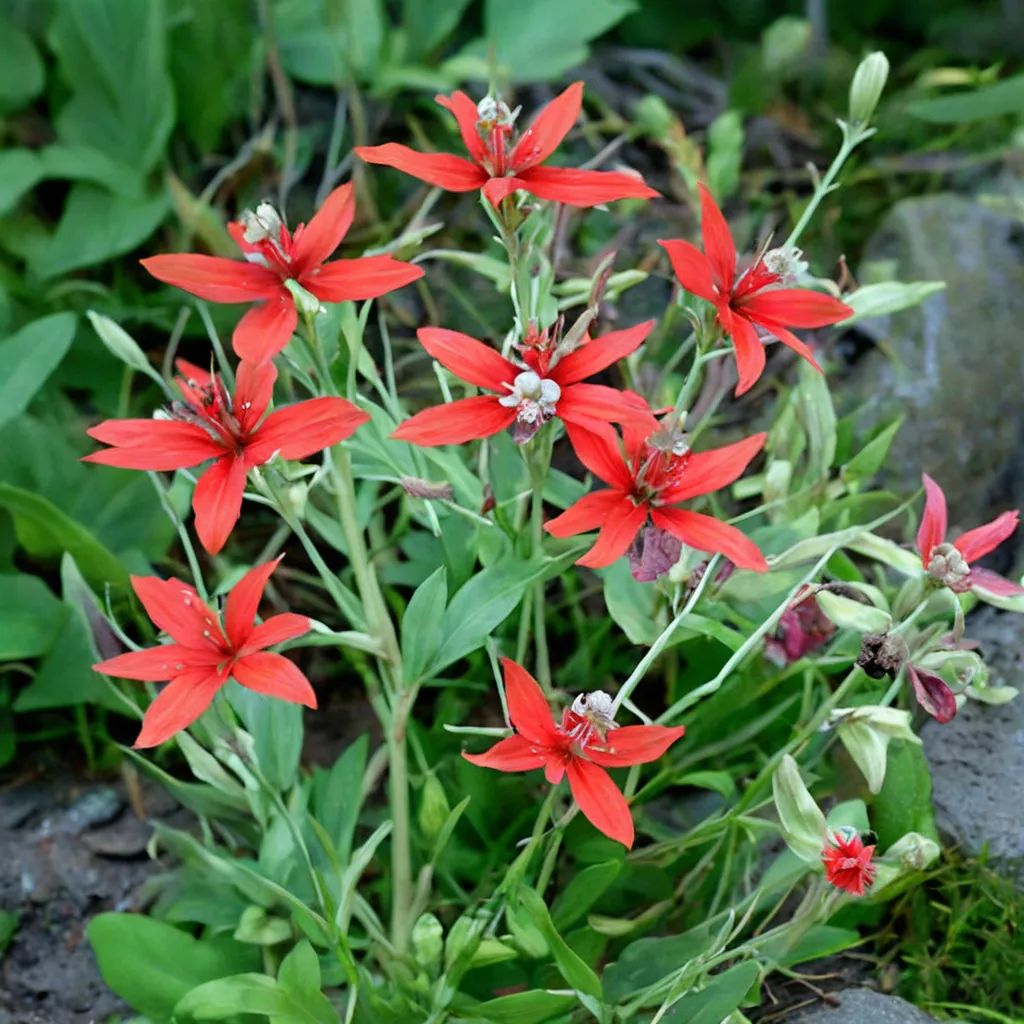 Silene virginica 'Fire Pinks'