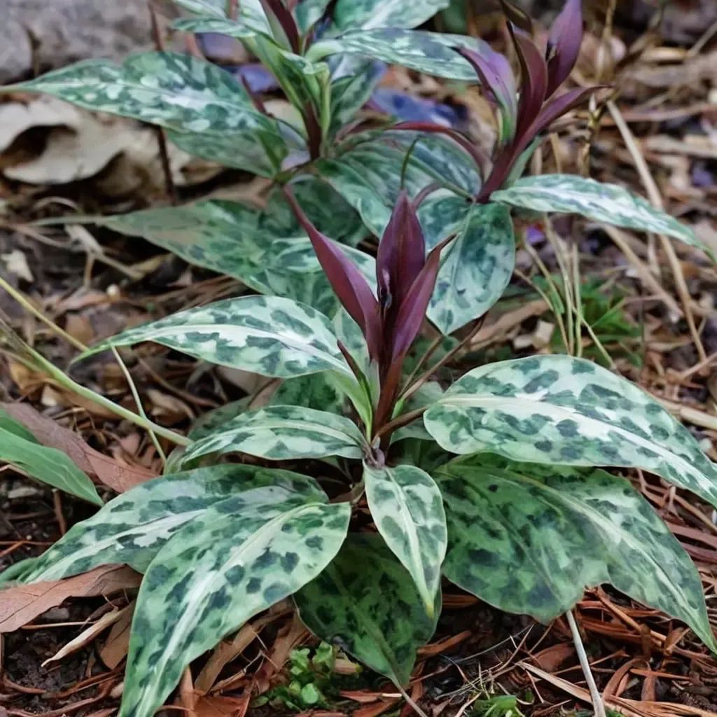Trillium underwoodii
