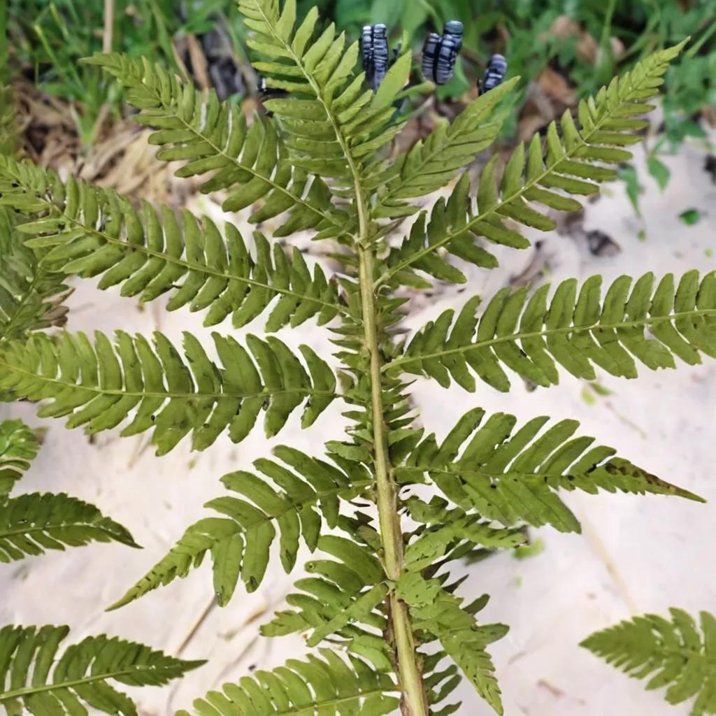 Beech Fern