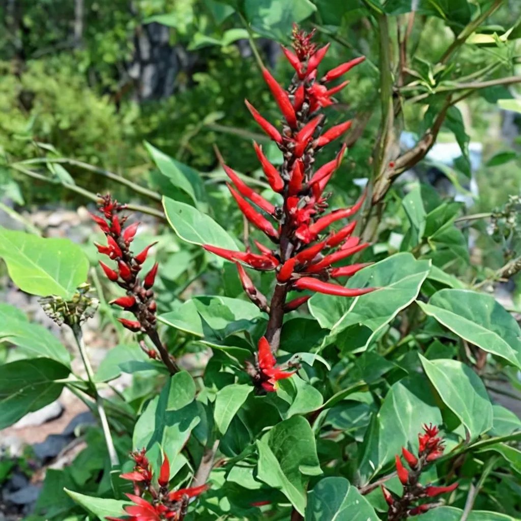 Erythrina x bidwillii