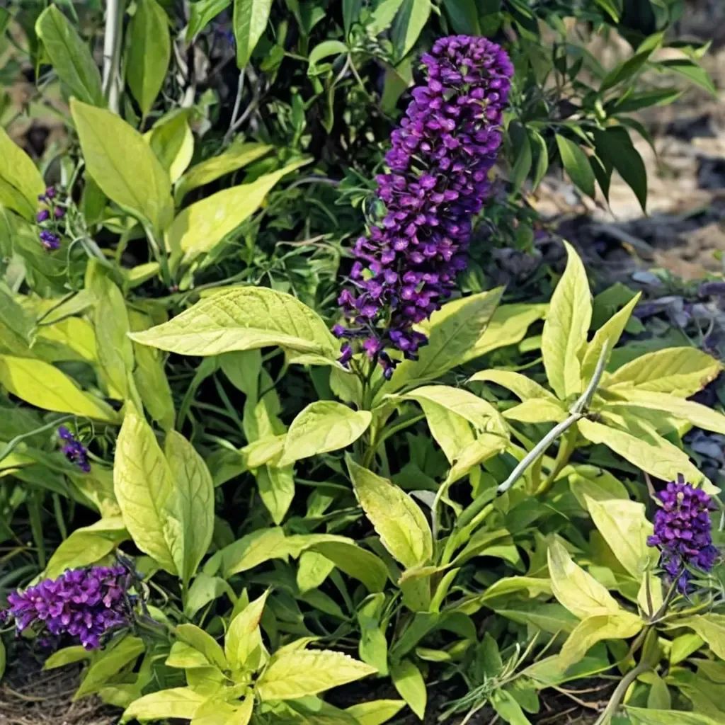 Buddleia davidii 'Evil Ways'