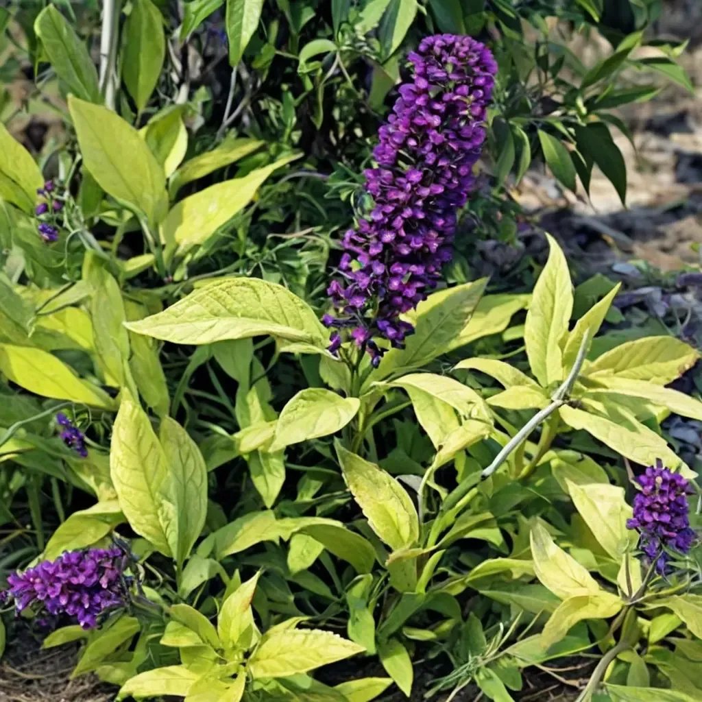 Buddleja davidii 'Evil Ways'
