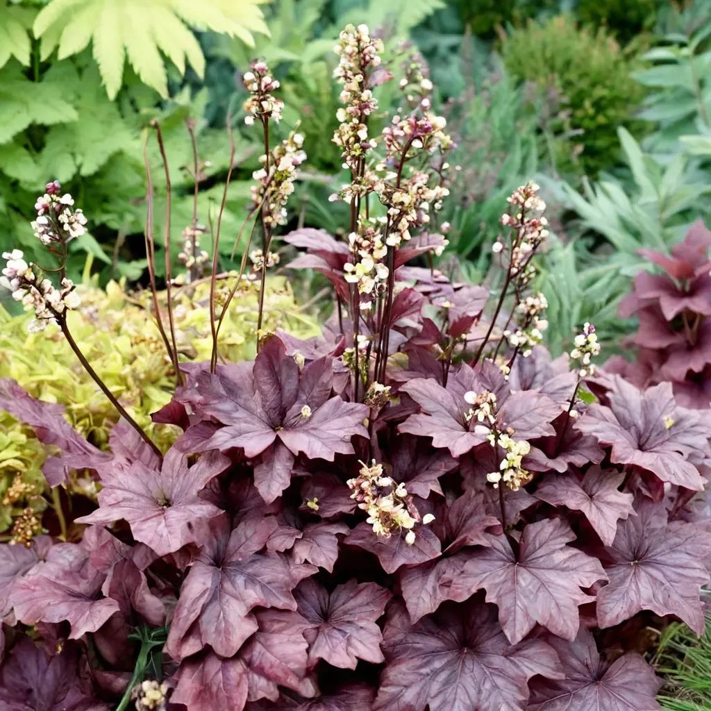Heuchera sorrel 'Plum Royale'