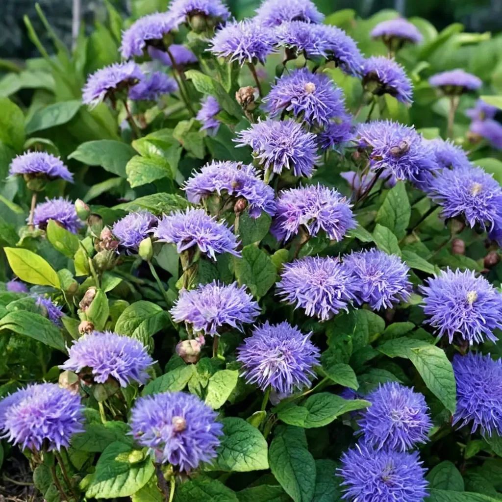 Ageratum houstonianum