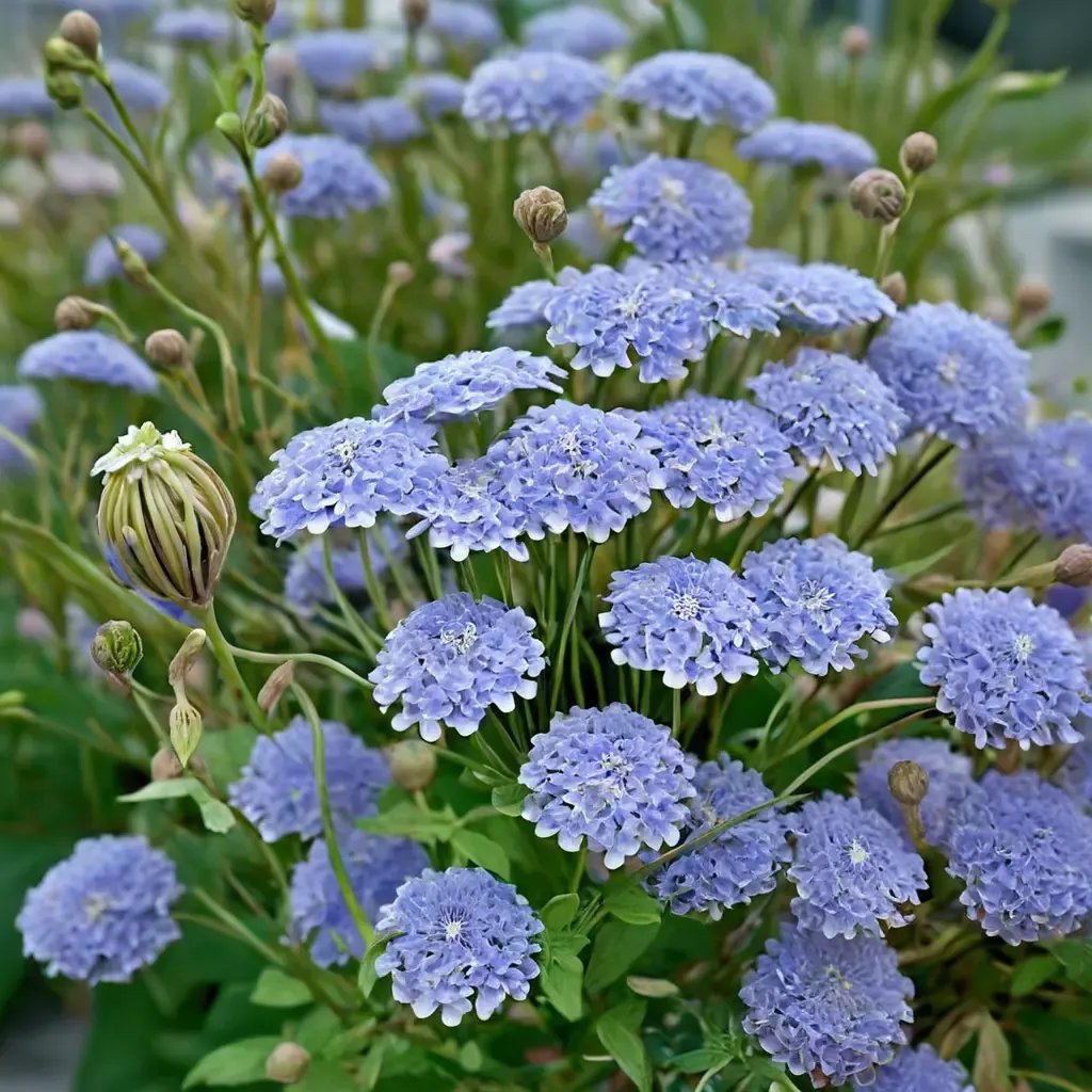 Trachymene coerulea 'Lacy Blue'