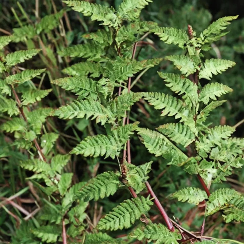 Adiantopsis chlorophylla 'Tucuman'