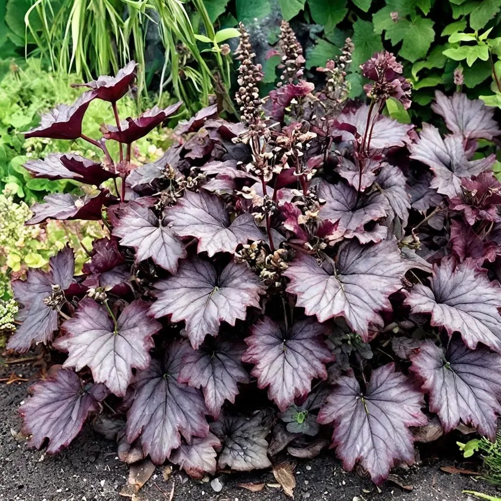 Heuchera americana 'Northern Exposure Purple'