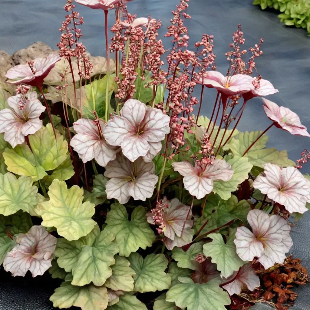Heuchera sanguinea 'Northern Exposure'