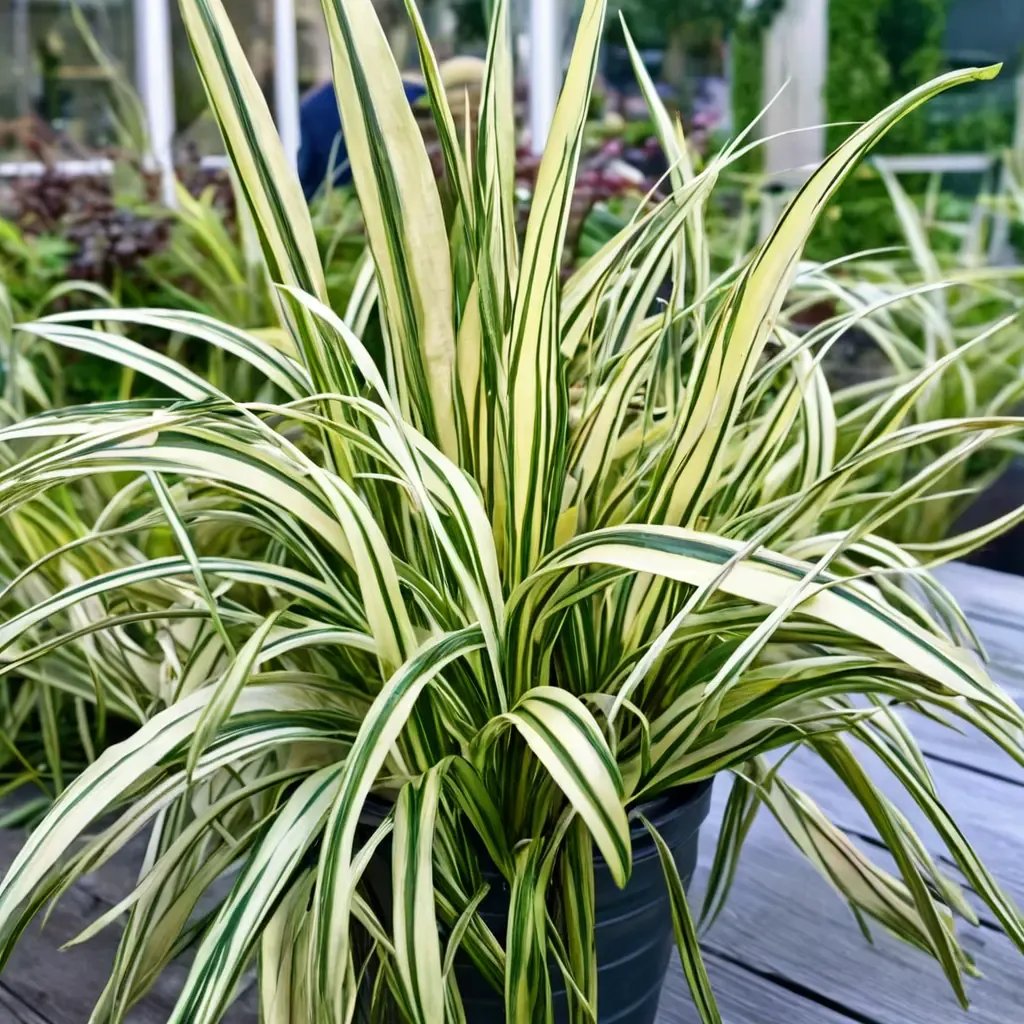 Carex elongata 'Everoro'