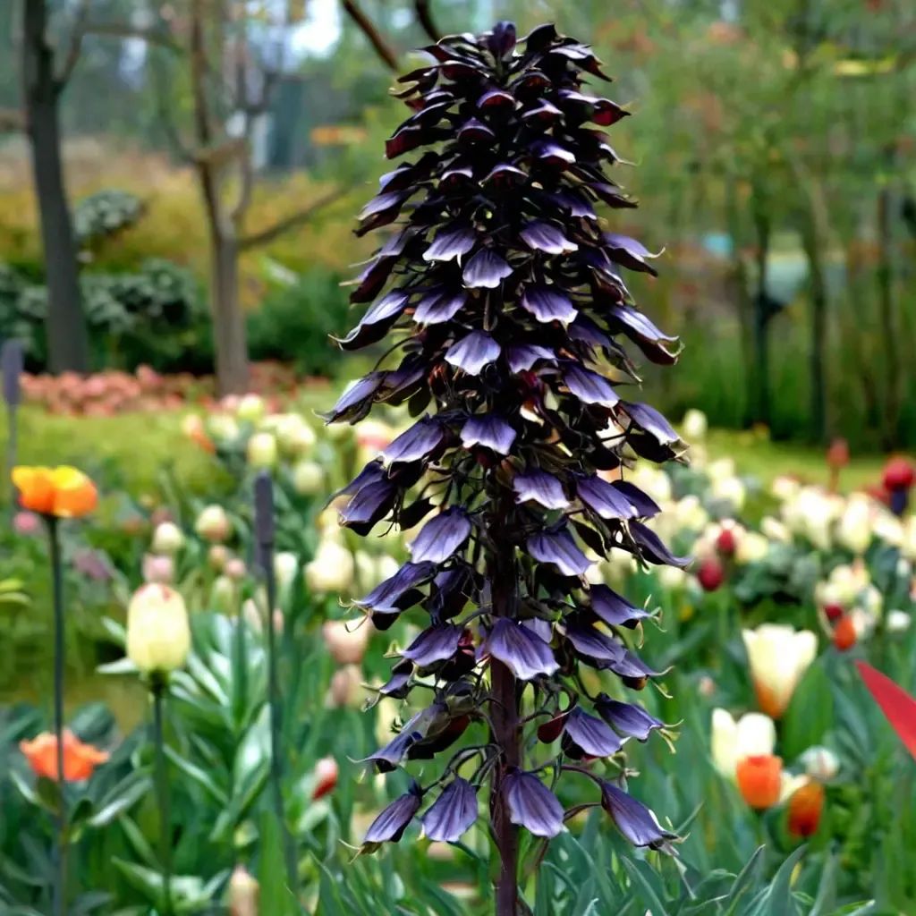 Fritillaria imperialis 'Persian Lily'