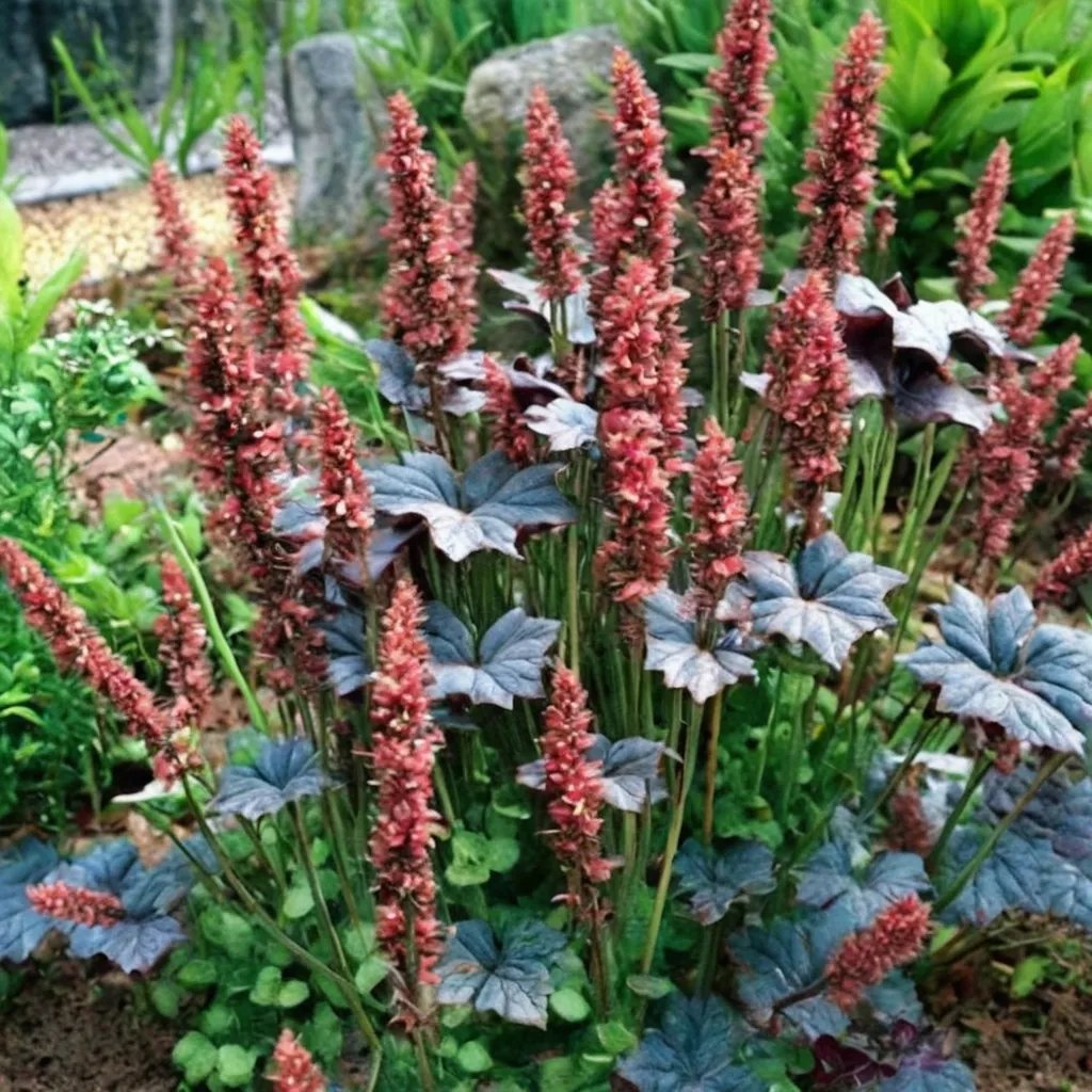 Heuchera x hybrida 'Regal Robe'