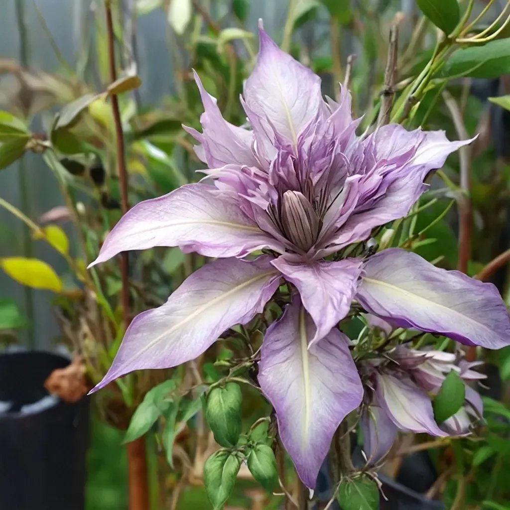 Clematis x jackmanii 'Lady Kyoko'