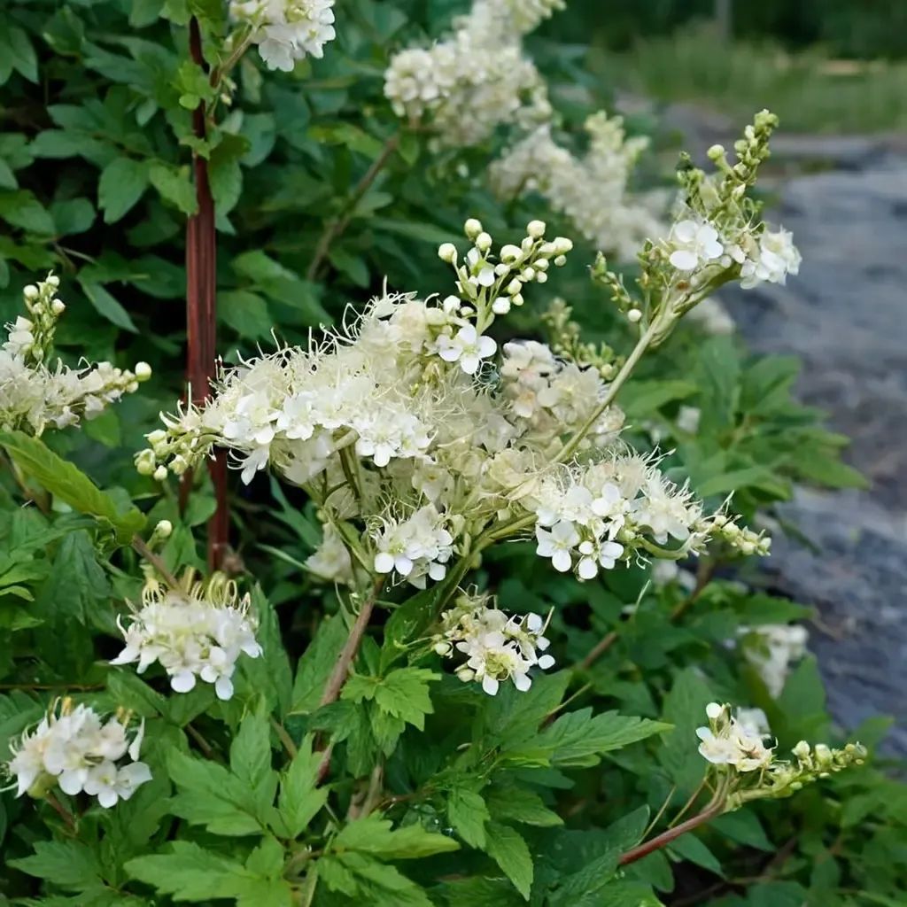 Filipendula ulmaria
