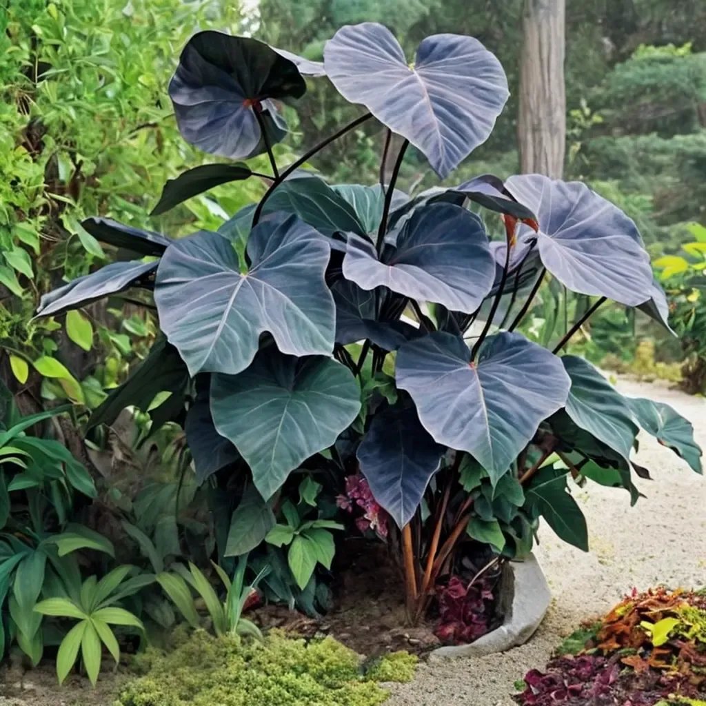 Colocasia esculenta 'Black Magic'