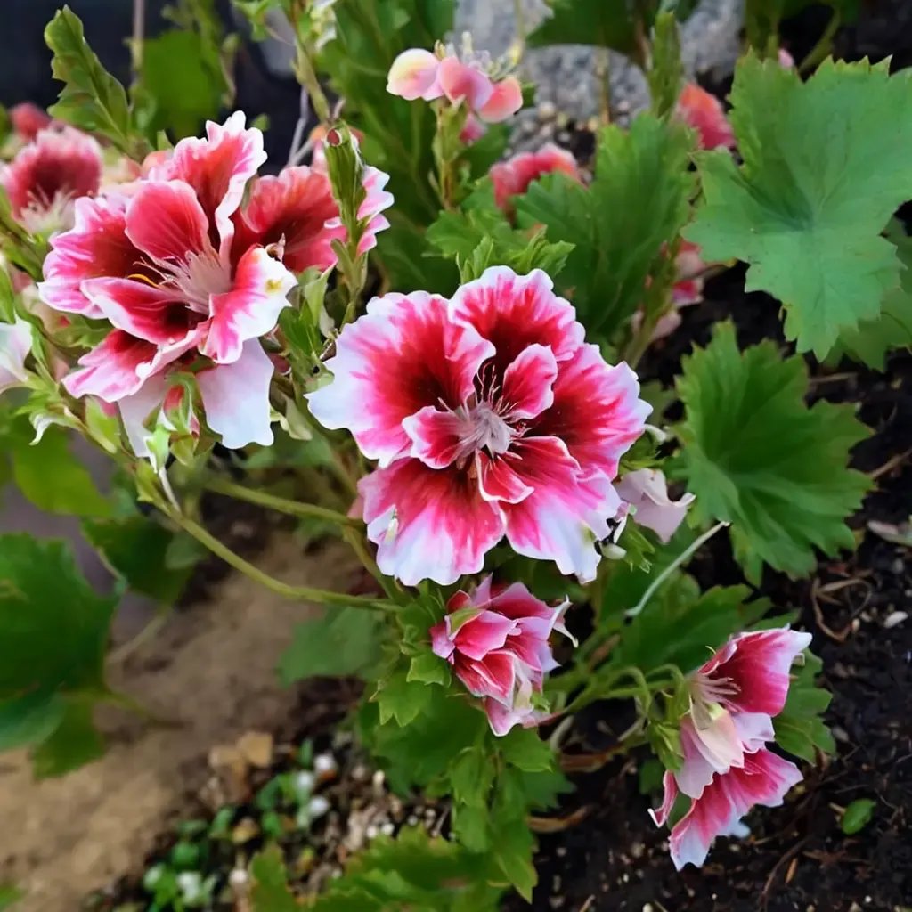 Pelargonium x hortorum 'Strawberry Shortcake'
