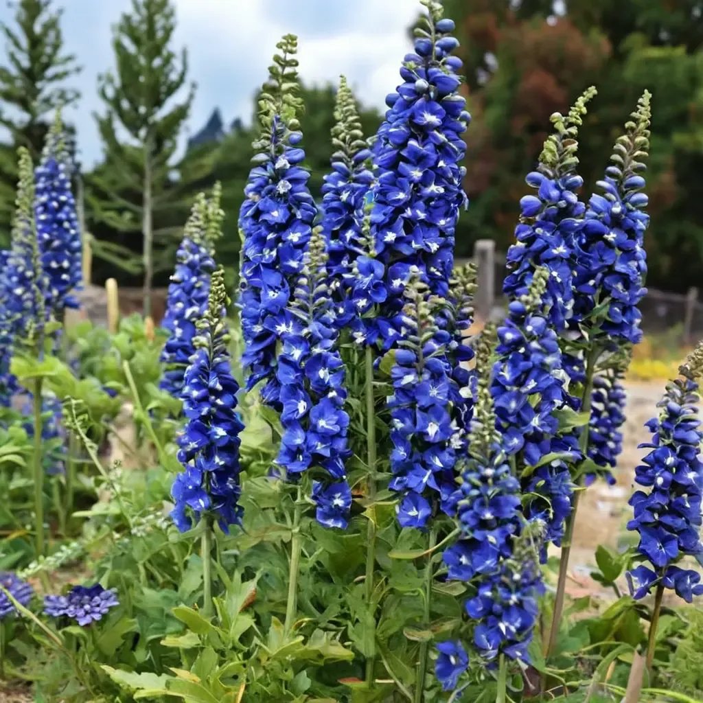 Delphinium elatum 'Cobalt Dreams'