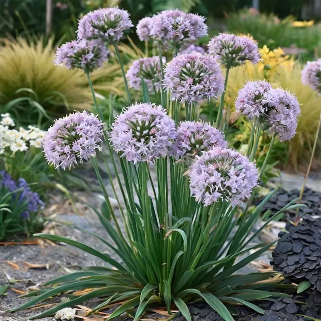 Allium giantinum 'Bubble Bath'