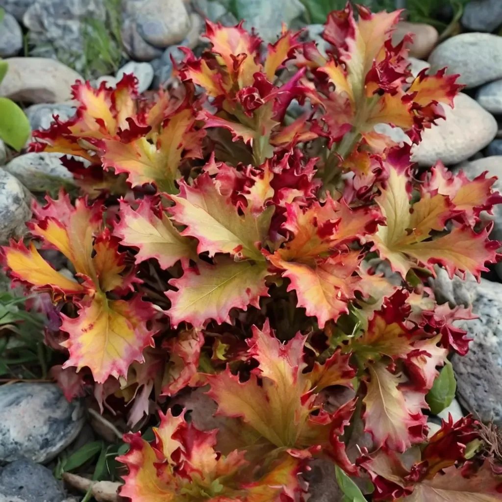 Heuchera sanguinea 'Zipper'