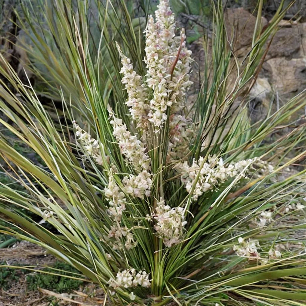 Nolina texana